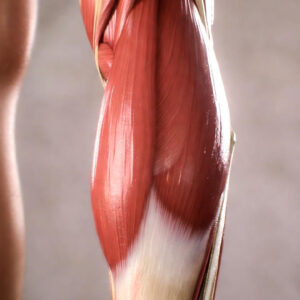 Calf muscle and insulin resistance