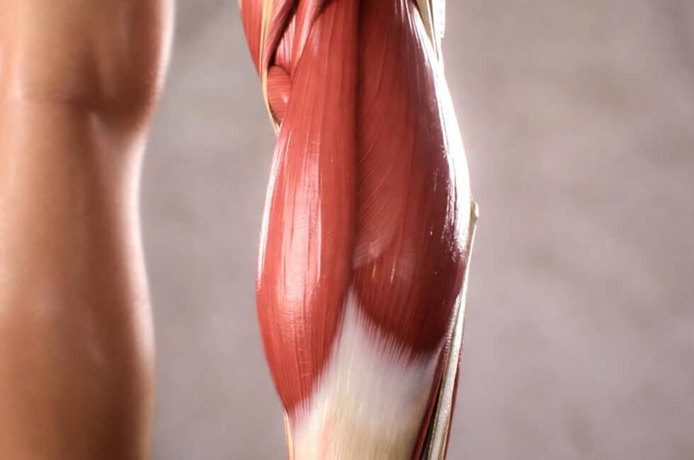 Calf muscle and insulin resistance